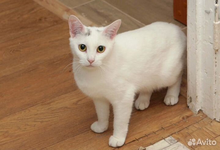 Кошечка в добрые руки