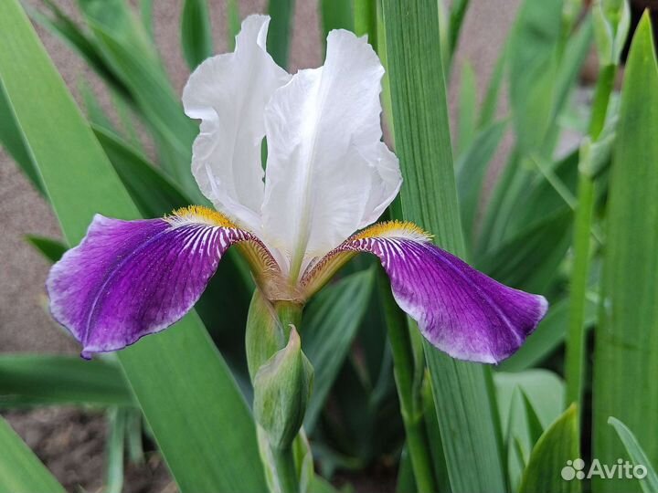 Ирис двухцветный