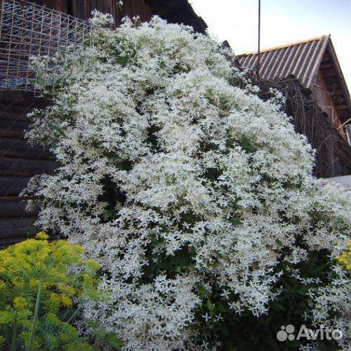 Семена многолетних расстений