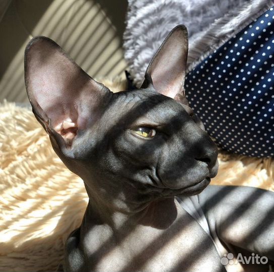 Сфинкс петерболд