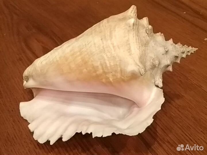 Морские раковины