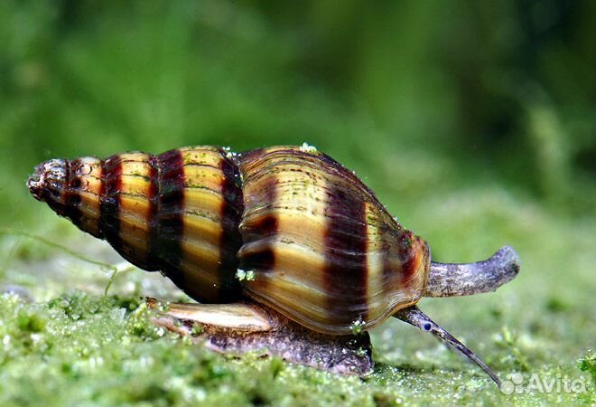 Улитка Хелена