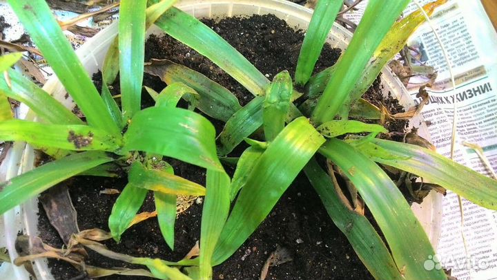 Много редких лечебных растений