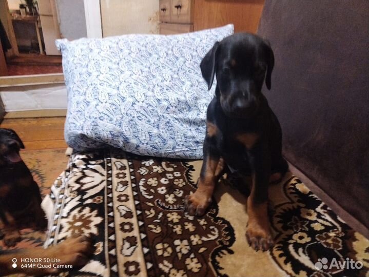 Щенки добермана