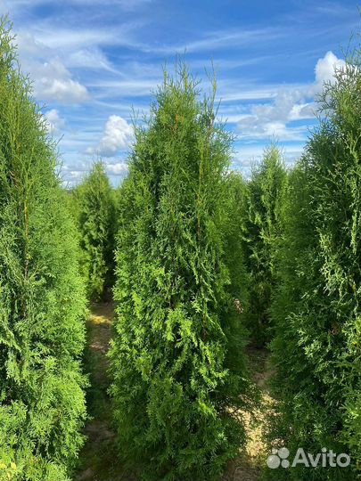 Туя Колумна 100 см