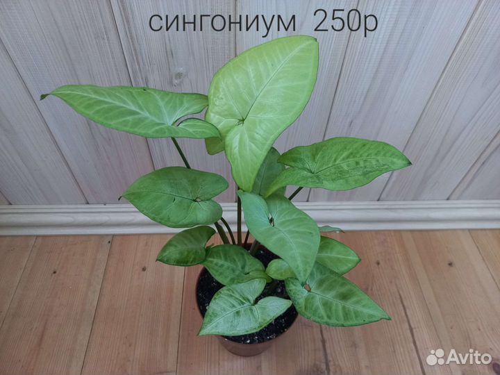 Сингониум, эпипремнум