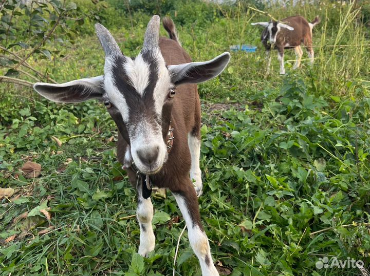 Козлята
