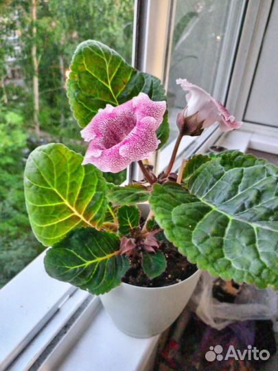 Глоксиния цветущая
