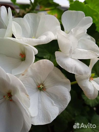 Герань пеларгония