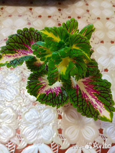 Колеусы вегетативные