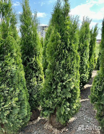 Туя Смарагд Экстра