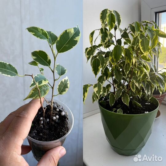 Фикус бенджамина пестролистный укорененные черенки