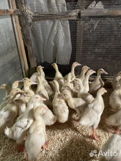 Бройлеров гуси утки