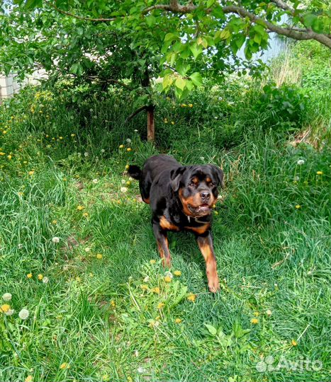 Ротвейлер