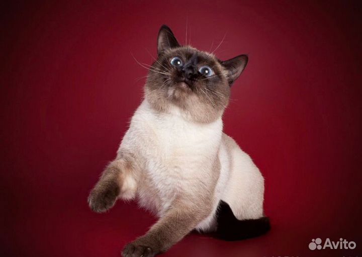 Вязка с тайским котиком