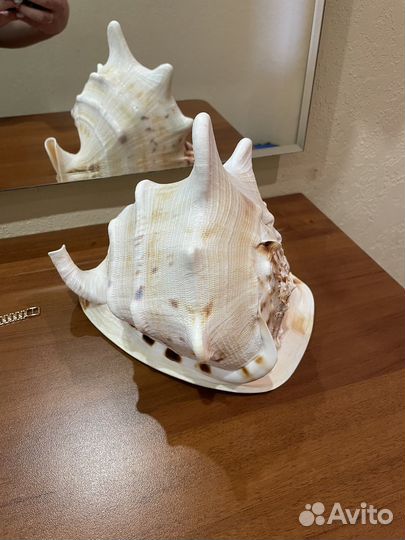 Ракушка морская большая