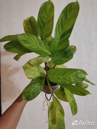 Ктенанте Е-Моррен/ Ctenanthe E-Morren