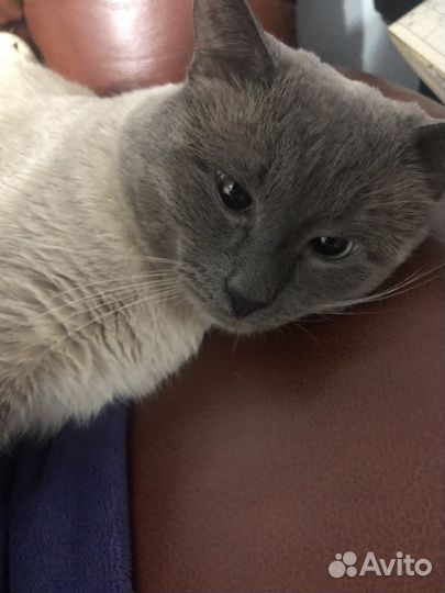 Кот сиамский