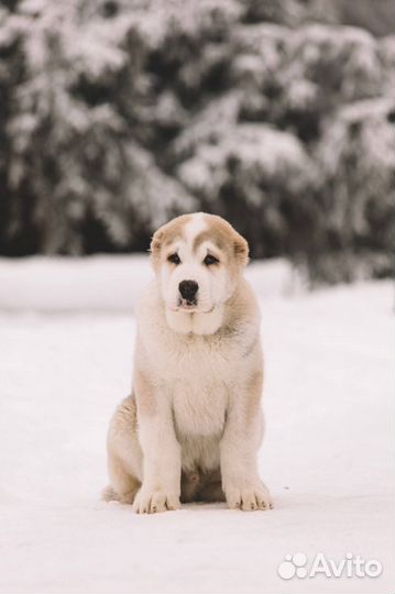 Щенки алабая