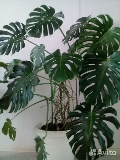 Растения для офисов и кафе, озеленение помещений