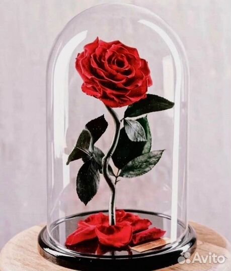 Роза в колбе