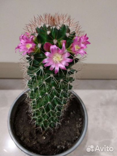 Домашние растения