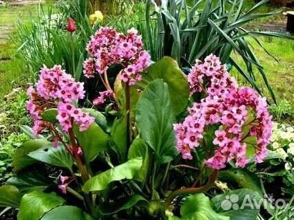 Барвинок, бадан