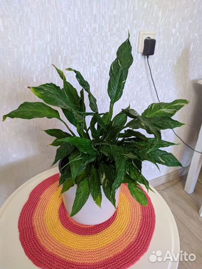 Спатифиллум gemini