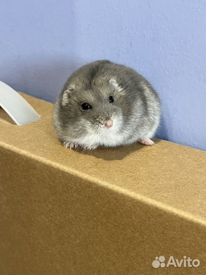 Джунгарский хомяк бесплатно