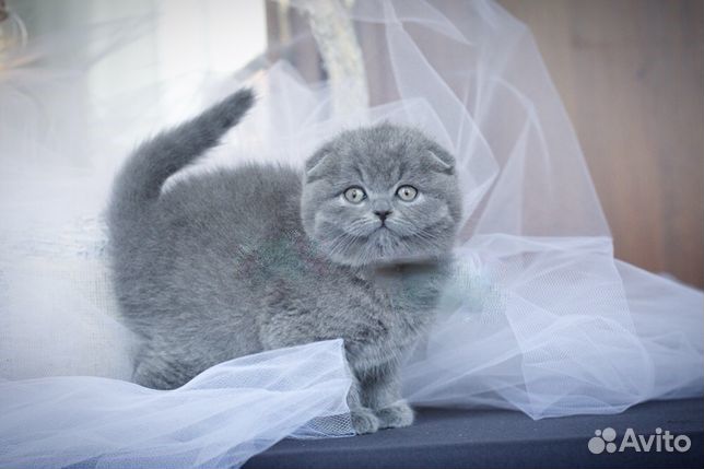 Шотландские котята