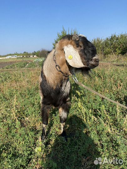 Вязка козел