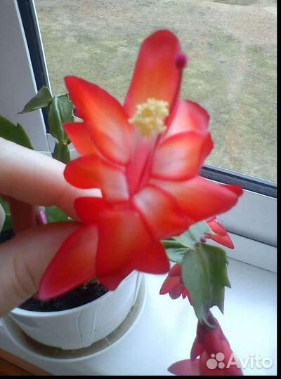 Декабрист шлюмбергера