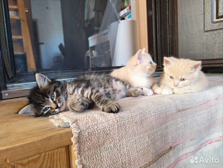 Котята отдам в добрые руки бесплатно