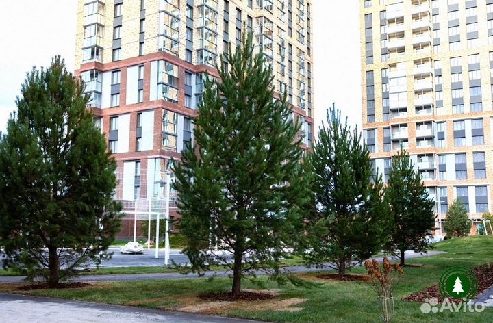 Сосна крупномер с доставкой