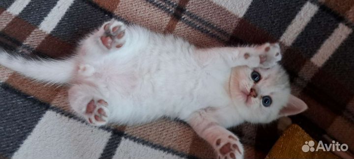 Шотландские котята