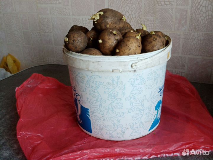 Картофель семенной сорт Гала