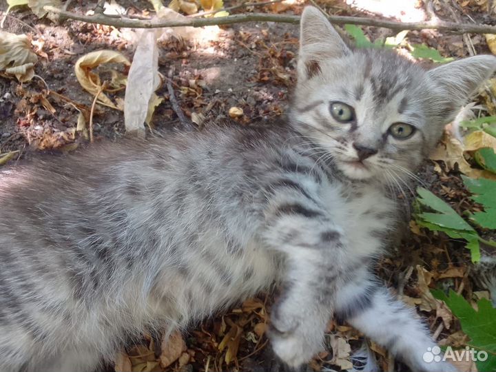 Котенок серый