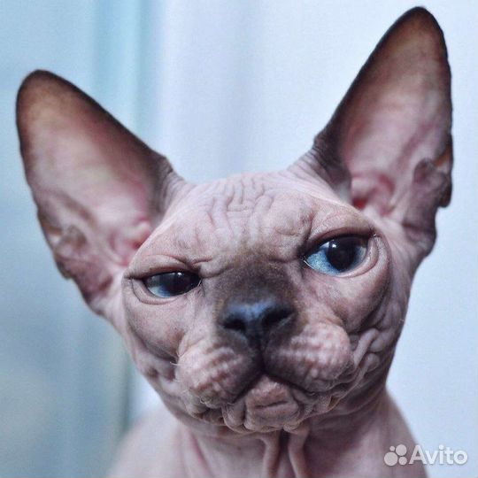 Картина из алмазной мозаики