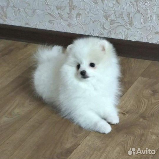 Щенки шпица мини