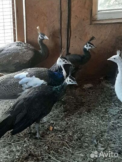 Павлины, фазаны