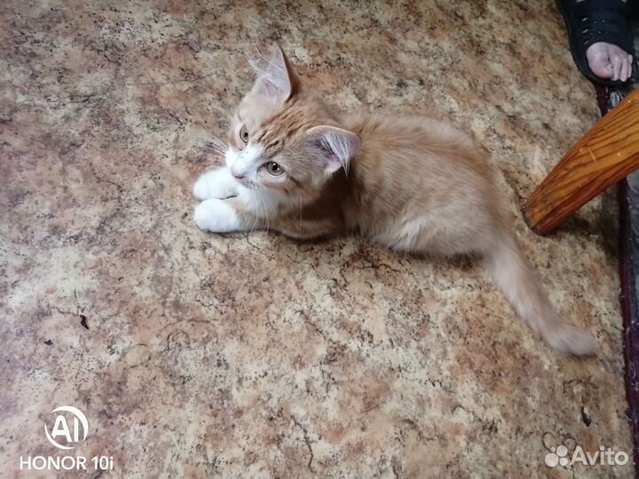 Кошки в добрые руки бесплатно