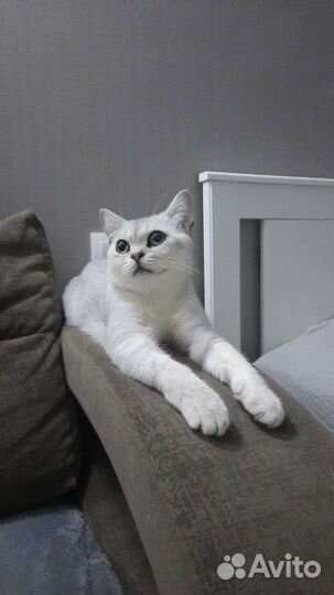 Шотландский котик вязка