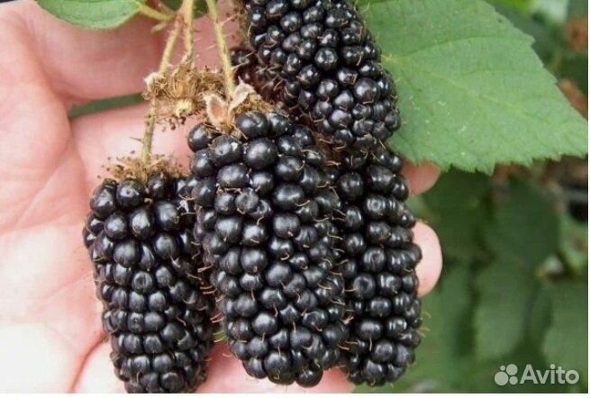 Саженцы плодовых деревьев груши, черешни