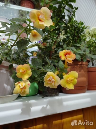 Ризомы ахименесов