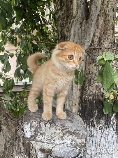 Шотландская