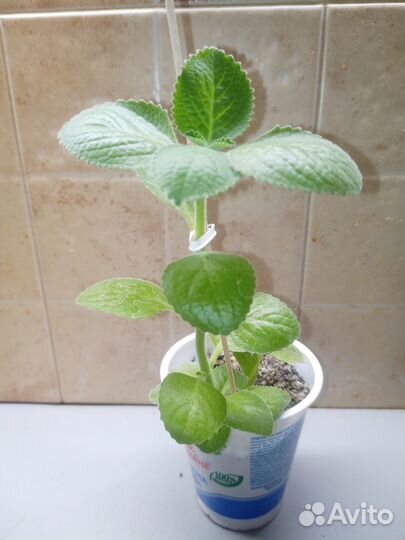 Плекратус ароматный, комнатная, лимонная мята