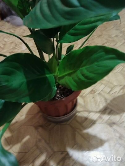 Комнатные 1