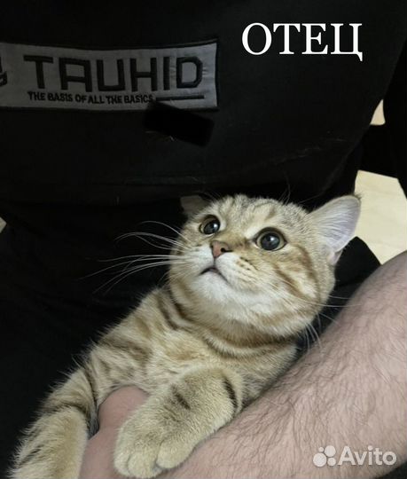 Шотландские котята шиншилла