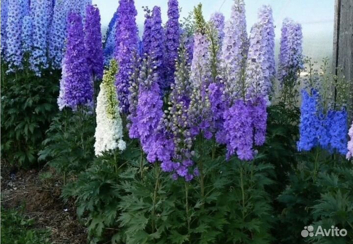 Дельфиниум новозеландский