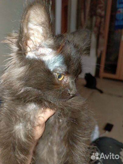 Котята в добрые руки девочка
